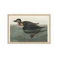 Picture of Vintage Scoter Duck _GroupedProduct_Rectangle_Landscape_Framed_Matted_