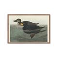 Picture of Vintage Scoter Duck _GroupedProduct_Rectangle_Landscape_Framed_Matted_