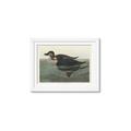 Picture of Vintage Scoter Duck _GroupedProduct_Rectangle_Landscape_Framed_Matted_