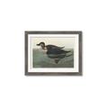 Picture of Vintage Scoter Duck _GroupedProduct_Rectangle_Landscape_Framed_Matted_