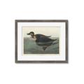 Picture of Vintage Scoter Duck _GroupedProduct_Rectangle_Landscape_Framed_Matted_