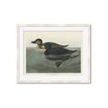Picture of Vintage Scoter Duck _GroupedProduct_Rectangle_Landscape_Framed_Matted_