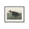 Picture of Vintage Scoter Duck _GroupedProduct_Rectangle_Landscape_Framed_Matted_