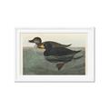 Picture of Vintage Scoter Duck _GroupedProduct_Rectangle_Landscape_Framed_Matted_