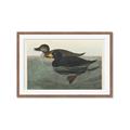 Picture of Vintage Scoter Duck _GroupedProduct_Rectangle_Landscape_Framed_Matted_