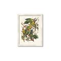 Picture of Vintage Carolina Parrot _GroupedProduct_Rectangle_Portrait_Framed_Matted_