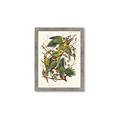Picture of Vintage Carolina Parrot _GroupedProduct_Rectangle_Portrait_Framed_Matted_