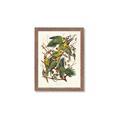 Picture of Vintage Carolina Parrot _GroupedProduct_Rectangle_Portrait_Framed_Matted_