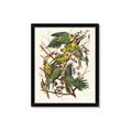 Picture of Vintage Carolina Parrot _GroupedProduct_Rectangle_Portrait_Framed_Matted_