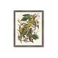 Picture of Vintage Carolina Parrot _GroupedProduct_Rectangle_Portrait_Framed_Matted_