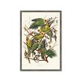 Picture of Vintage Carolina Parrot _GroupedProduct_Rectangle_Portrait_Framed_Matted_