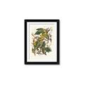 Picture of Vintage Carolina Parrot _GroupedProduct_Rectangle_Portrait_Framed_Matted_