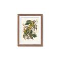 Picture of Vintage Carolina Parrot _GroupedProduct_Rectangle_Portrait_Framed_Matted_