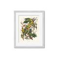 Picture of Vintage Carolina Parrot _GroupedProduct_Rectangle_Portrait_Framed_Matted_