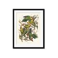 Picture of Vintage Carolina Parrot _GroupedProduct_Rectangle_Portrait_Framed_Matted_