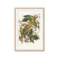 Picture of Vintage Carolina Parrot _GroupedProduct_Rectangle_Portrait_Framed_Matted_