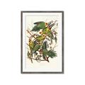 Picture of Vintage Carolina Parrot _GroupedProduct_Rectangle_Portrait_Framed_Matted_