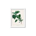 Picture of Nostalgic Green Lilac Leaves _GroupedProduct_Rectangle_Portrait_Framed_Matted_
