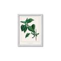 Picture of Nostalgic Green Lilac Leaves _GroupedProduct_Rectangle_Portrait_Framed_Matted_