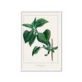 Picture of Nostalgic Green Lilac Leaves _GroupedProduct_Rectangle_Portrait_Framed_Matted_