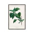 Picture of Nostalgic Green Lilac Leaves _GroupedProduct_Rectangle_Portrait_Framed_Matted_