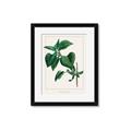 Picture of Nostalgic Green Lilac Leaves _GroupedProduct_Rectangle_Portrait_Framed_Matted_