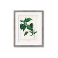 Picture of Nostalgic Green Lilac Leaves _GroupedProduct_Rectangle_Portrait_Framed_Matted_
