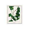 Picture of Nostalgic Green Murgrona Leaves _GroupedProduct_Rectangle_Portrait_Framed_Matted_