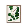 Picture of Nostalgic Green Murgrona Leaves _GroupedProduct_Rectangle_Portrait_Framed_Matted_