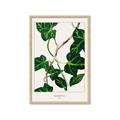Picture of Nostalgic Green Murgrona Leaves _GroupedProduct_Rectangle_Portrait_Framed_Matted_