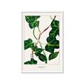 Picture of Nostalgic Green Murgrona Leaves _GroupedProduct_Rectangle_Portrait_Framed_Matted_