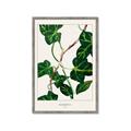 Picture of Nostalgic Green Murgrona Leaves _GroupedProduct_Rectangle_Portrait_Framed_Matted_