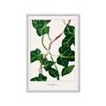 Picture of Nostalgic Green Murgrona Leaves _GroupedProduct_Rectangle_Portrait_Framed_Matted_