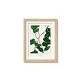 Picture of Nostalgic Green Murgrona Leaves _GroupedProduct_Rectangle_Portrait_Framed_Matted_