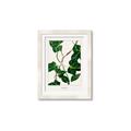 Picture of Nostalgic Green Murgrona Leaves _GroupedProduct_Rectangle_Portrait_Framed_Matted_