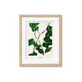 Picture of Nostalgic Green Murgrona Leaves _GroupedProduct_Rectangle_Portrait_Framed_Matted_