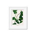Picture of Nostalgic Green Murgrona Leaves _GroupedProduct_Rectangle_Portrait_Framed_Matted_