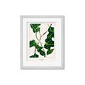 Picture of Nostalgic Green Murgrona Leaves _GroupedProduct_Rectangle_Portrait_Framed_Matted_