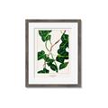 Picture of Nostalgic Green Murgrona Leaves _GroupedProduct_Rectangle_Portrait_Framed_Matted_