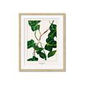 Picture of Nostalgic Green Murgrona Leaves _GroupedProduct_Rectangle_Portrait_Framed_Matted_