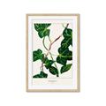 Picture of Nostalgic Green Murgrona Leaves _GroupedProduct_Rectangle_Portrait_Framed_Matted_