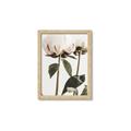 Picture of Romantic Blur Peony IV _GroupedProduct_Rectangle_Portrait_Photography _GroupedProduct_Rectangle_Portrait_Framed_Matted_