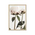 Picture of Romantic Blur Peony IV _GroupedProduct_Rectangle_Portrait_Photography _GroupedProduct_Rectangle_Portrait_Framed_Matted_