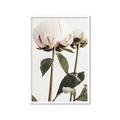 Picture of Romantic Blur Peony IV _GroupedProduct_Rectangle_Portrait_Photography _GroupedProduct_Rectangle_Portrait_Framed_Matted_