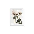 Picture of Romantic Blur Peony IV _GroupedProduct_Rectangle_Portrait_Photography _GroupedProduct_Rectangle_Portrait_Framed_Matted_