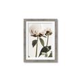 Picture of Romantic Blur Peony IV _GroupedProduct_Rectangle_Portrait_Photography _GroupedProduct_Rectangle_Portrait_Framed_Matted_