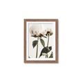 Picture of Romantic Blur Peony IV _GroupedProduct_Rectangle_Portrait_Photography _GroupedProduct_Rectangle_Portrait_Framed_Matted_