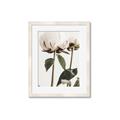 Picture of Romantic Blur Peony IV _GroupedProduct_Rectangle_Portrait_Photography _GroupedProduct_Rectangle_Portrait_Framed_Matted_