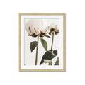 Picture of Romantic Blur Peony IV _GroupedProduct_Rectangle_Portrait_Photography _GroupedProduct_Rectangle_Portrait_Framed_Matted_