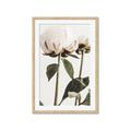 Picture of Romantic Blur Peony IV _GroupedProduct_Rectangle_Portrait_Photography _GroupedProduct_Rectangle_Portrait_Framed_Matted_
